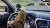 Planète safari S02E03 Yellowstone : le territoire des loups (2018)