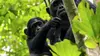 Planète safari S02E04 Murchison Falls : l'appel des chimpanzés (2018)