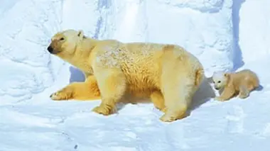 D'un pôle à l'autre