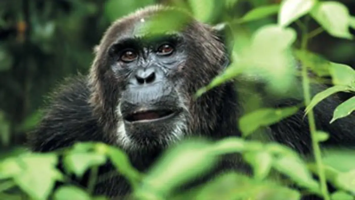 Planète Terre E11 Les jungles