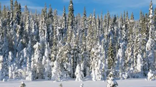 Planète Terre E09 Les saisons en forêt