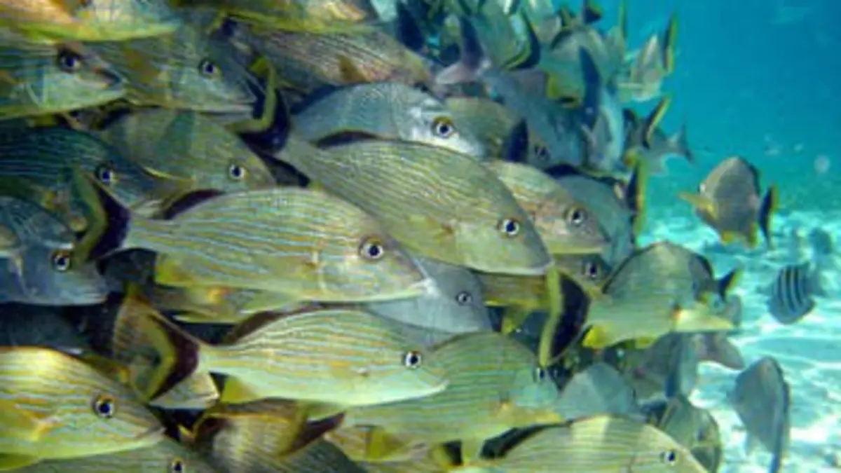 Planète Terre E10 Les fonds marins