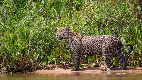Planète Terre S01E05 Les forêts tropicales