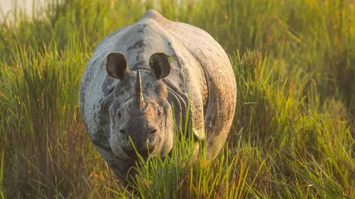 Planète Terre S01E06 Les prairies
