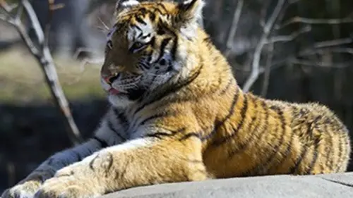 Planète Terre : aux origines de l'homme