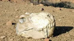 Planète Terre : aux origines de la vie