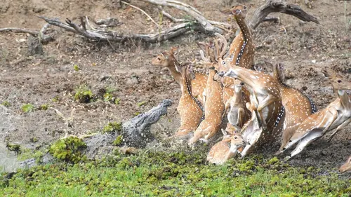 Planète Terre III Les eaux douces en streaming