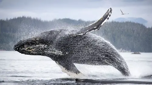 Planète Terre III Les mondes humains