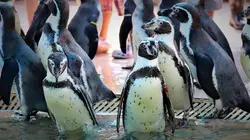 Planete terre, l'aventure S01E00