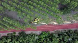 Sur Arte à 21h00 : Planter à tout prix : Des arbres pour sauver la planète ?