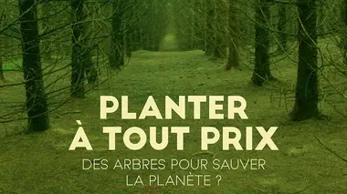 Planter à tout prix : Des arbres pour sauver la planète ?