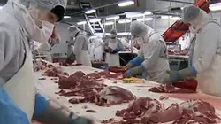 Plein cadre Enquête sur la nourriture low-cost