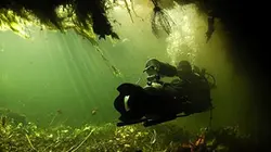 Visuel de Plongée avec les crocodiles