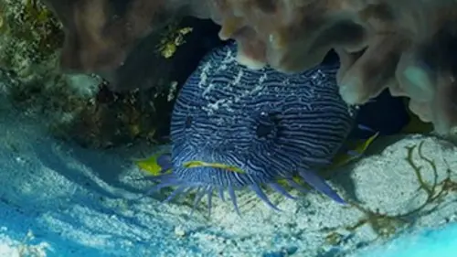 Plongée dans le grand bleu Les îles Socorro
