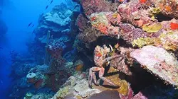 Plongée dans le grand bleu