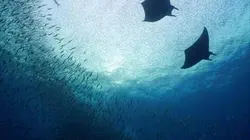 Plongée dans le grand bleu S03E01 La migration des raies manta