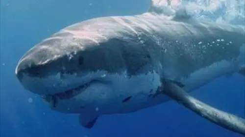Plongée dans le grand bleu S03E04 Le plancton