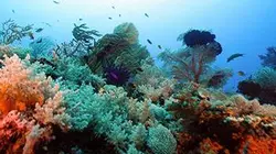 Plongée dans le grand bleu S02E05 L'Amazonie des mers