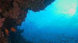 Plongée dans le grand bleu S02E07 Préservation des Maldives