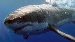Plongée dans le grand bleu S03E02 Les géants du Mozambique