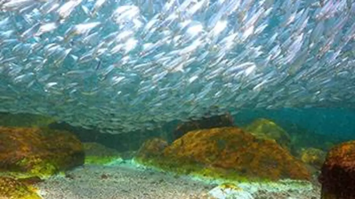 Plongée dans le grand bleu S02E01 La mer de Cortez : l'aquarium du monde