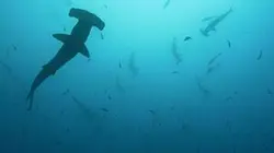 Plongée dans le grand bleu Cocos, l'île aux requins