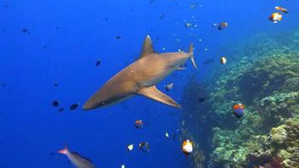 Plongée dans le grand bleu S02E02 Palaos : un sanctuaire marin