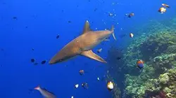 Visuel de Plongée dans le grand bleu
