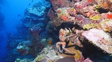 Plongée dans le grand bleu E06 Les Bahamas, une merveille insulaire