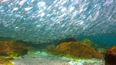 Plongée dans le grand bleu S02E01 La mer de Cortez : l'aquarium du monde