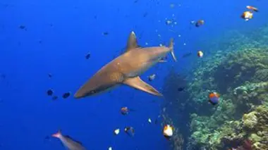 Plongée dans le grand bleu S02E02 Palaos : un sanctuaire marin