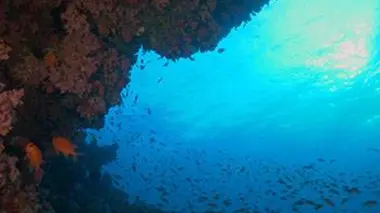 Plongée dans le grand bleu S02E07 Préservation des Maldives