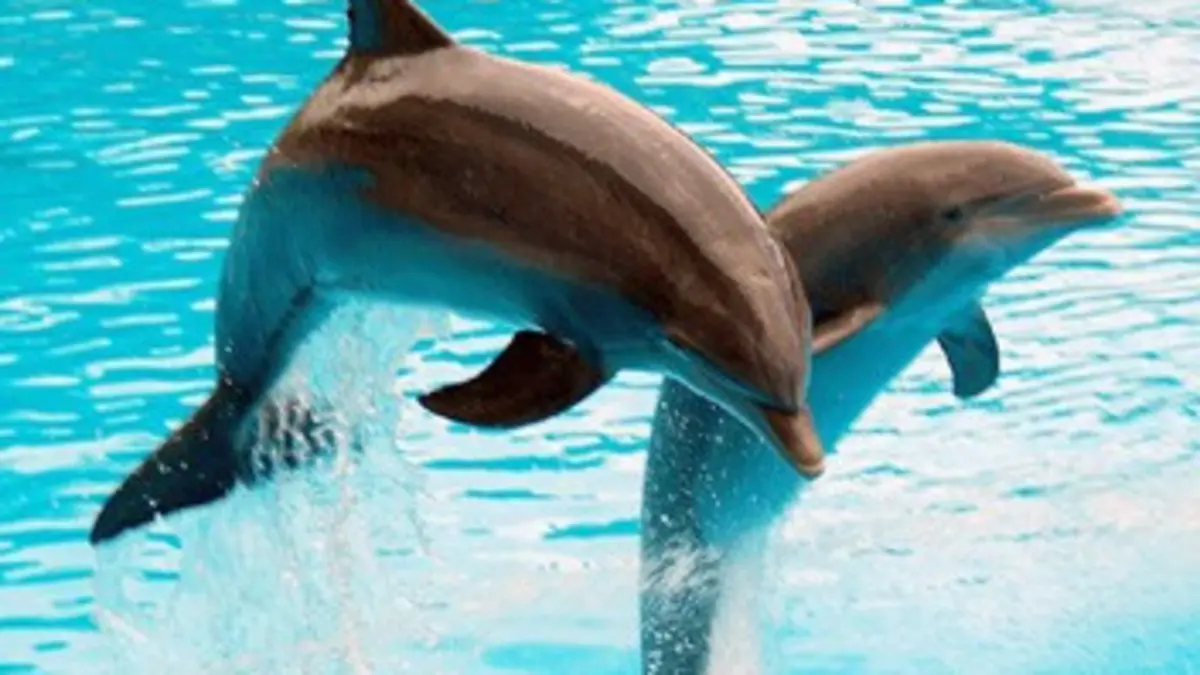 Plongée dans les coulisses de Marineland