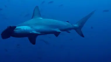 Plongée sur l'île aux requins