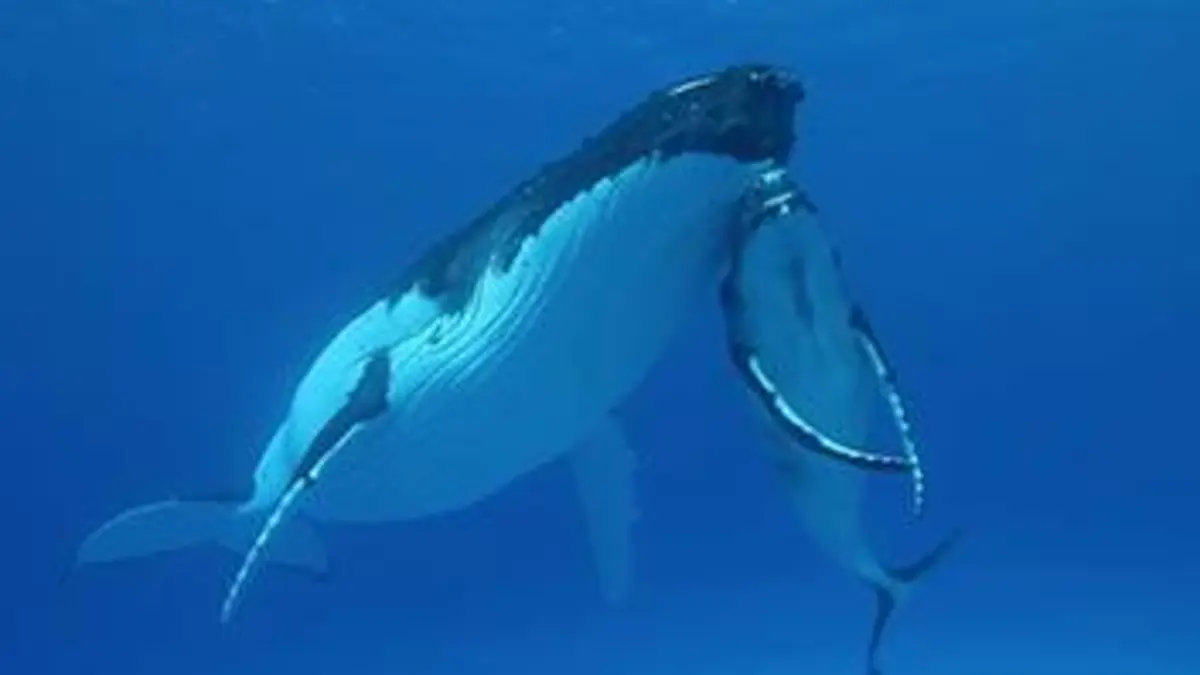 + - 5 mètres S01E04 Caresser les baleines