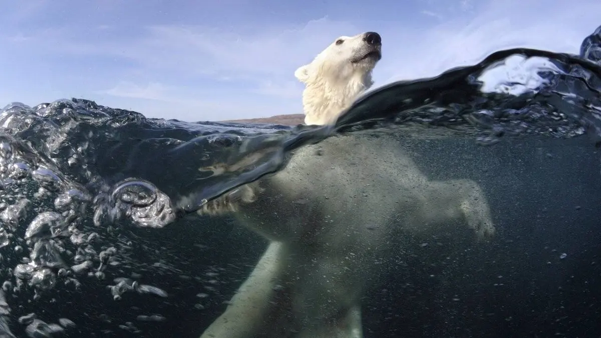 + ou - 5 mètres S01E05 Pister l'ours polaire