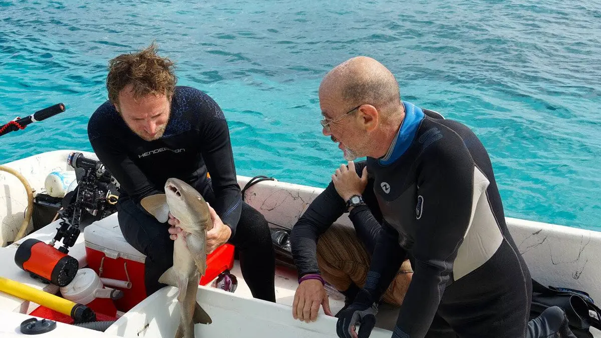 + ou - 5 mètres Caresser les baleines