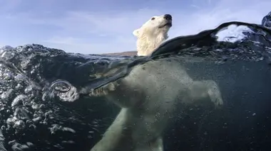 + ou - 5 mètres S01E05 Pister l'ours polaire