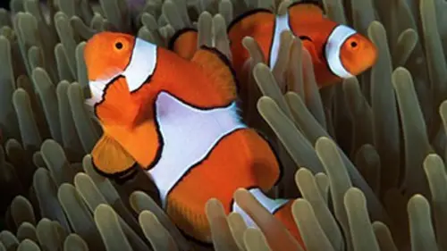 Poisson-clown, star en péril