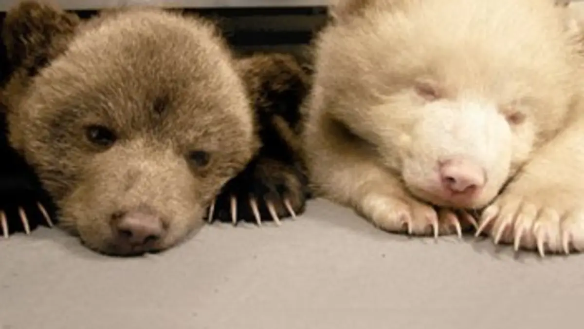 Poivre et Sel, deux oursons en Arctique E05 La fin de l'été