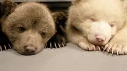Visuel de Poivre et Sel, deux oursons en Arctique