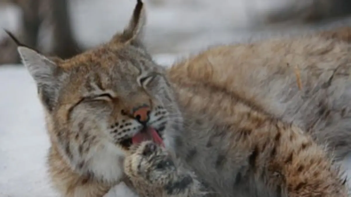 Poivre et Sel, deux oursons en Arctique E07 Premières neiges