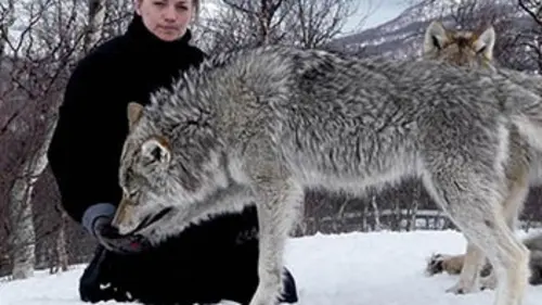 Poivre et Sel, deux oursons en Arctique