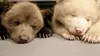 Poivre et Sel, deux oursons en Arctique E06 L'automne