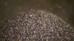 Poivre, les secrets de la perle noire