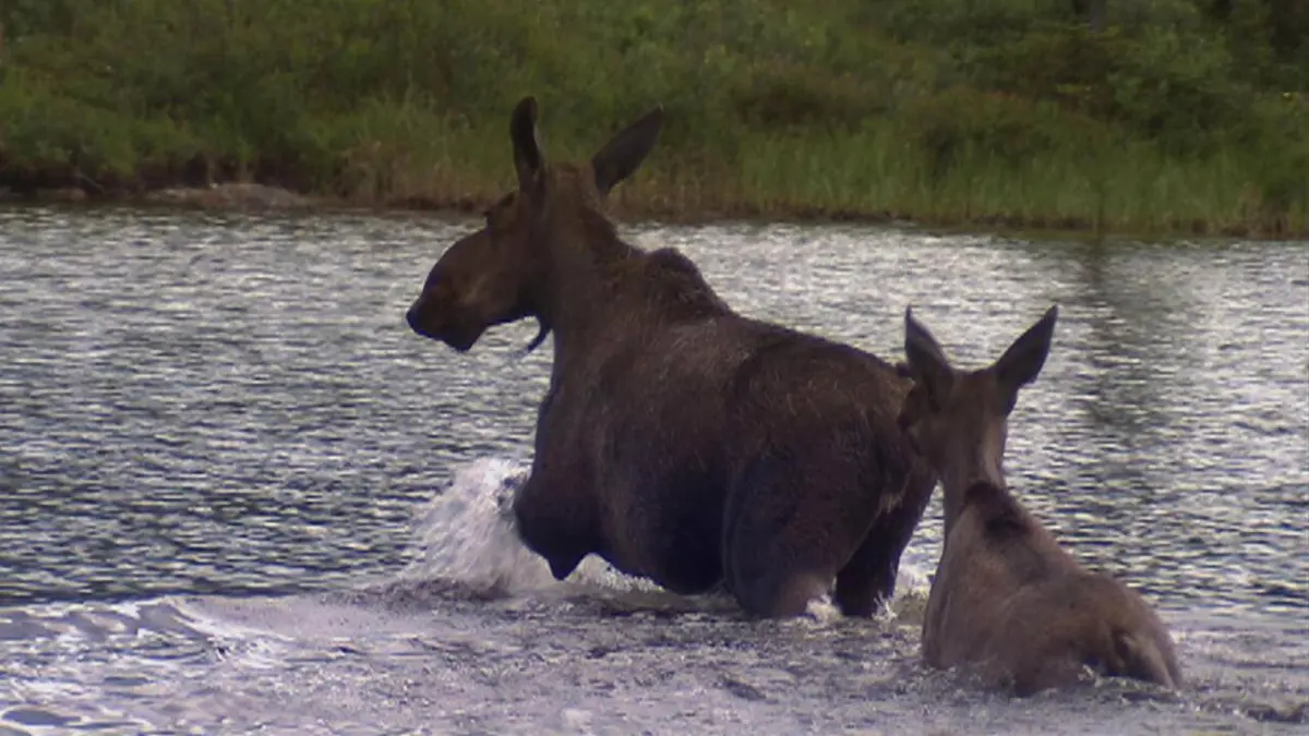 Alaska State Troopers S05E07 L'alcool coule à flots