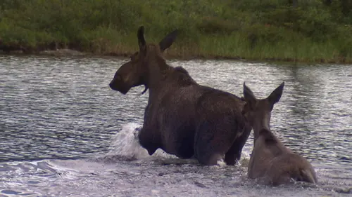 Alaska State Troopers S05E07 L'alcool coule à flots