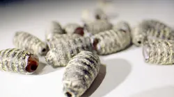 Police scientifique, les dernières méthodes