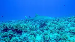 Polynésie : la quête des profondeurs