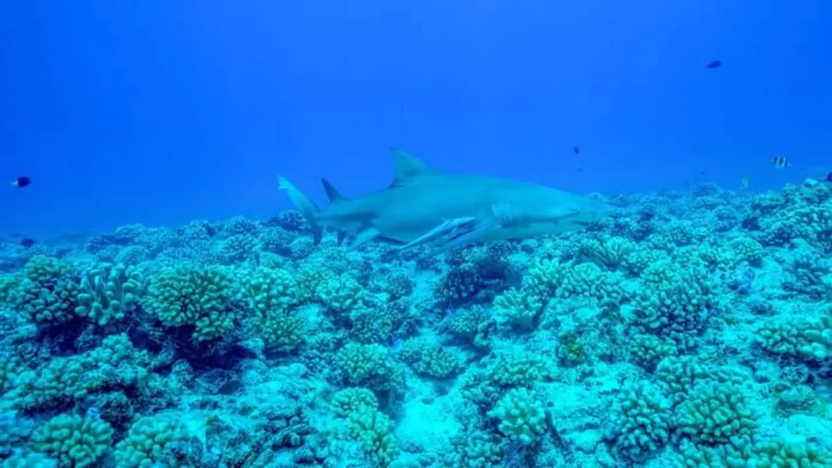 Polynésie : la quête des profondeurs